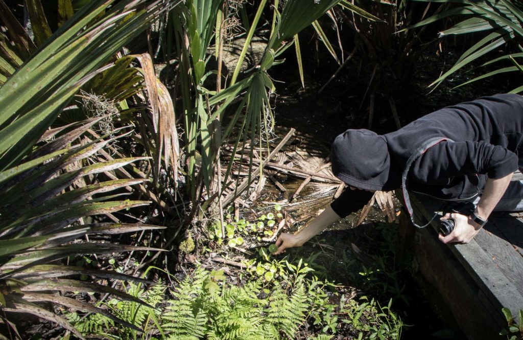 lurm plant selection